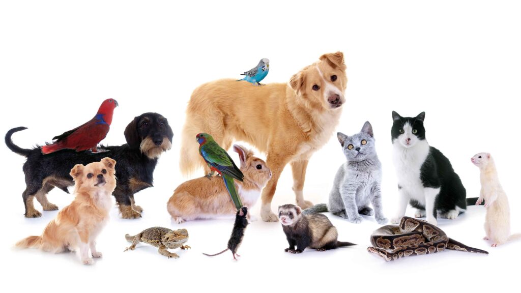 tierkommunikation-was-ist-das-sichtbar-geh-rlose-z-rich